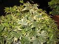 Yellow Ripple English Ivy / Hedera helix 